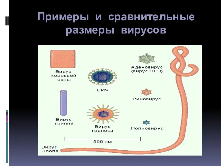 Примеры и сравнительные размеры вирусов