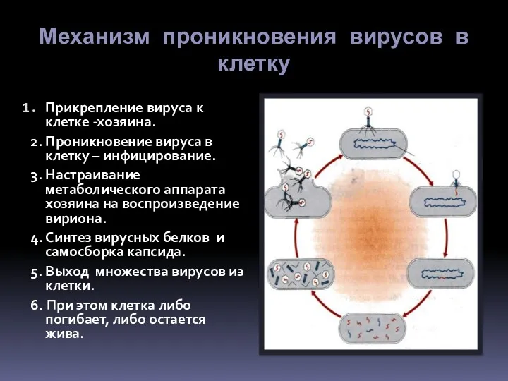 Механизм проникновения вирусов в клетку Прикрепление вируса к клетке -хозяина.