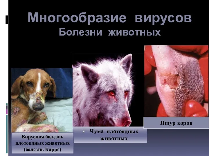 Многообразие вирусов Болезни животных