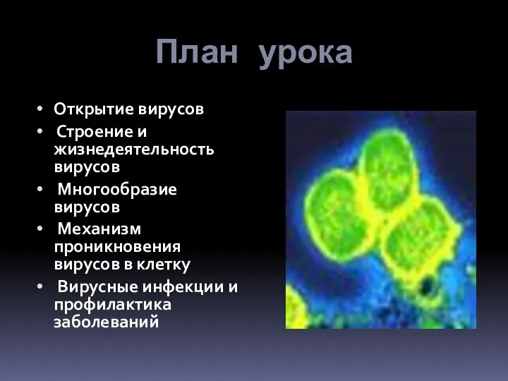 План урока Открытие вирусов Строение и жизнедеятельность вирусов Многообразие вирусов