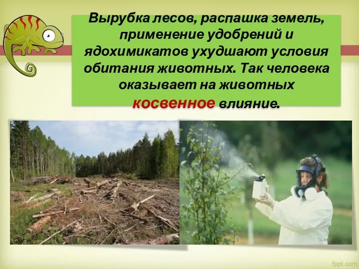 Вырубка лесов, распашка земель, применение удобрений и ядохимикатов ухудшают условия обитания животных. Так