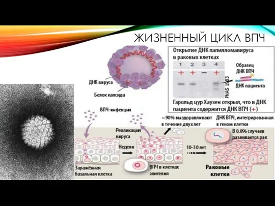 ЖИЗНЕННЫЙ ЦИКЛ ВПЧ