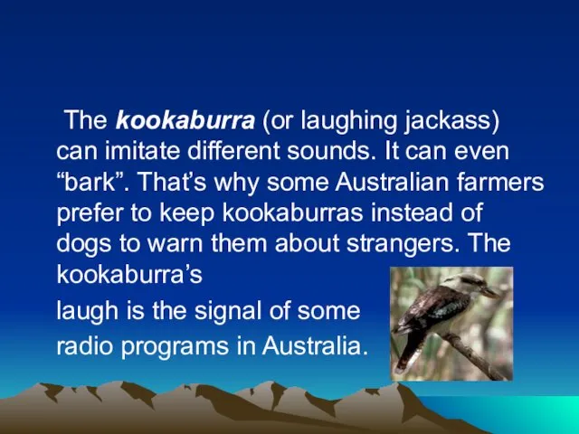 The kookaburra (or laughing jackass) can imitate different sounds. It can even “bark”.