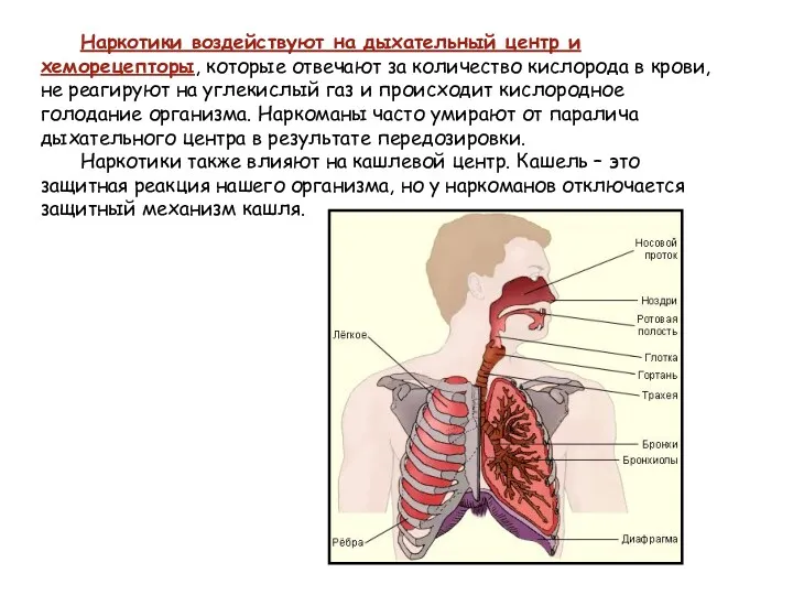 Наркотики воздействуют на дыхательный центр и хеморецепторы, которые отвечают за