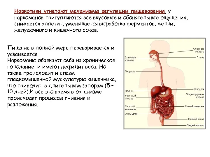 Наркотики угнетают механизмы регуляции пищеварения, у наркоманов притупляются все вкусовые