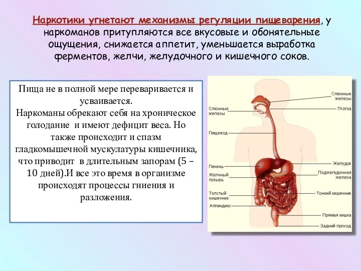 Наркотики угнетают механизмы регуляции пищеварения, у наркоманов притупляются все вкусовые