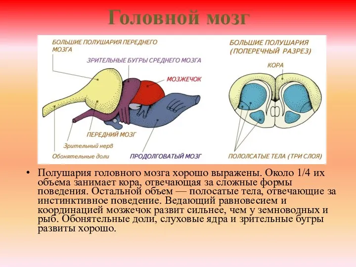 Головной мозг Полушария головного мозга хорошо выражены. Около 1/4 их