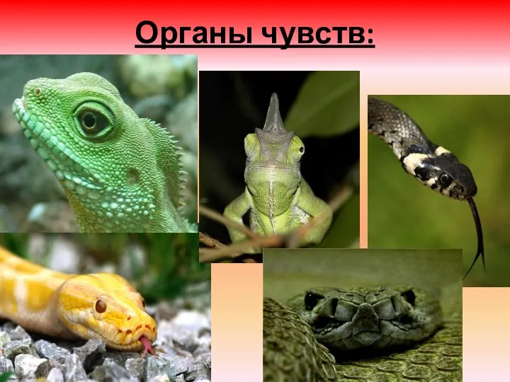 Органы чувств: