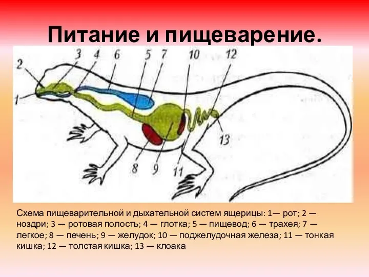 Питание и пищеварение. Схема пищеварительной и дыхательной систем ящерицы: 1—