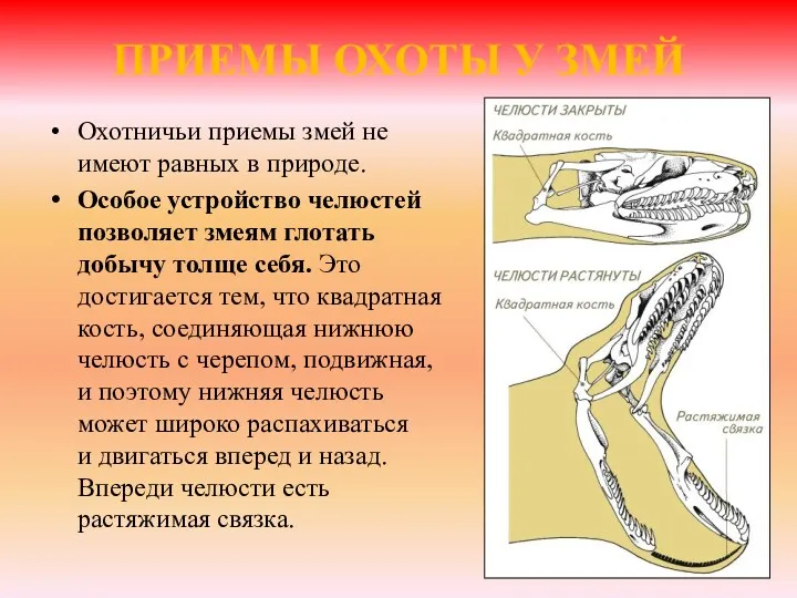 ПРИЕМЫ ОХОТЫ У ЗМЕЙ Охотничьи приемы змей не имеют равных