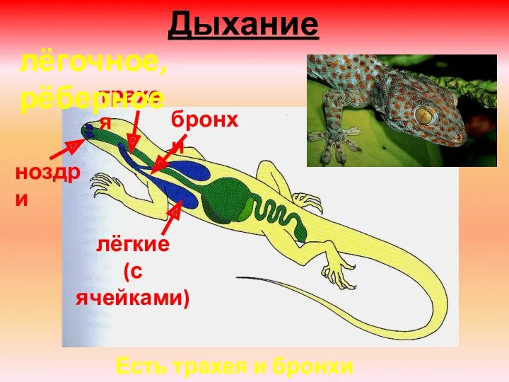 Дыхание ноздри трахея бронхи лёгкие (с ячейками) Есть трахея и бронхи лёгочное, рёберное