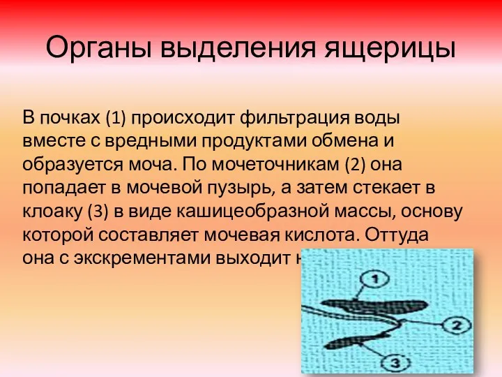 Органы выделения ящерицы В почках (1) происходит фильтрация воды вместе