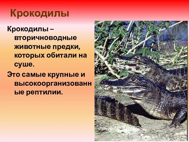 Крокодилы Крокодилы – вторичноводные животные предки, которых обитали на суше. Это самые крупные и высокоорганизованные рептилии.