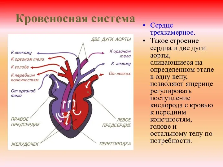 Кровеносная система Сердце трехкамерное. Такое строение сердца и две дуги