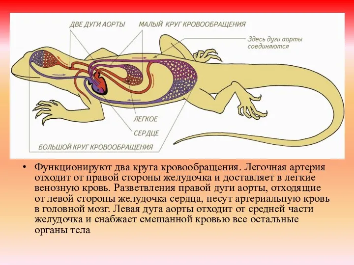 Функционируют два круга кровообращения. Легочная артерия отходит от правой стороны