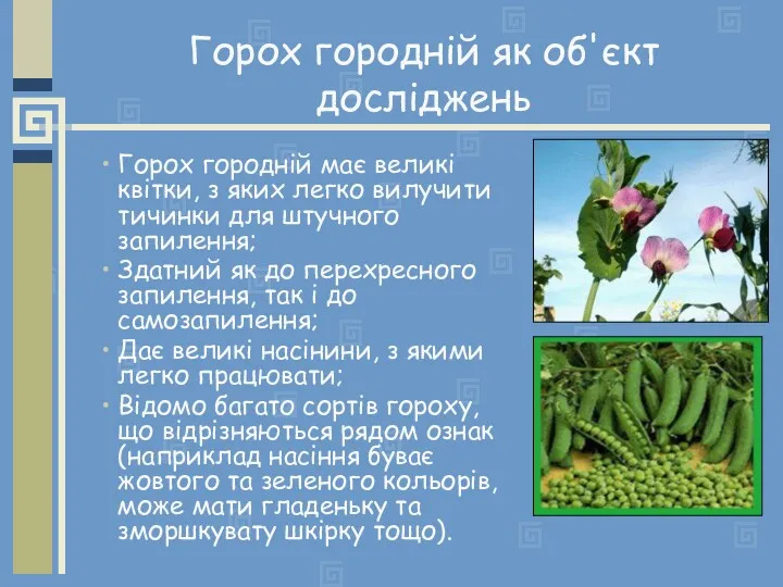 Горох городній як об'єкт досліджень Горох городній має великі квітки,