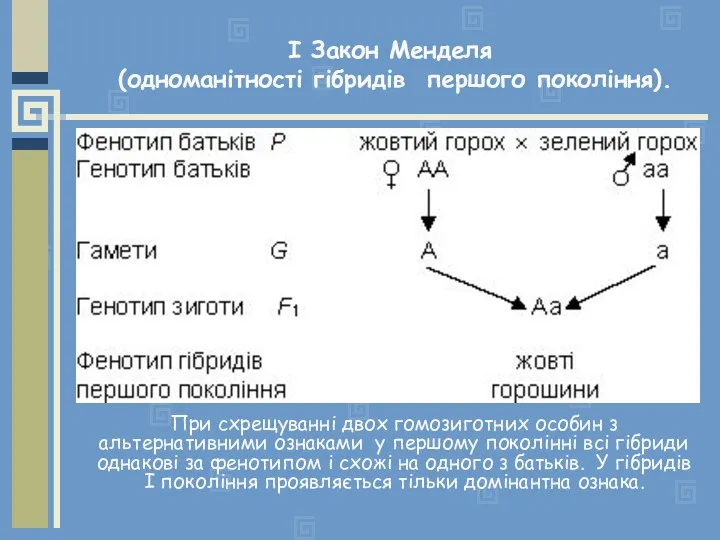 І Закон Менделя (одноманітності гібридів першого покоління). При схрещуванні двох