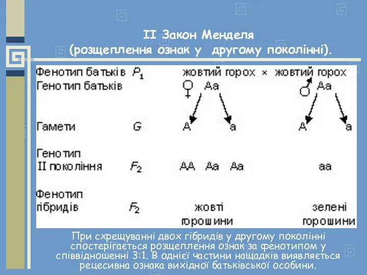 При схрещуванні двох гібридів у другому поколінні спостерігається розщеплення ознак