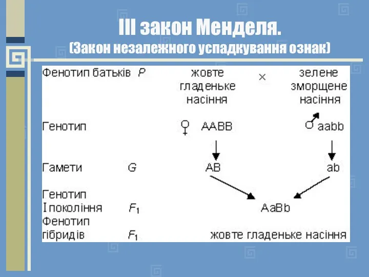 ІІІ закон Менделя. (Закон незалежного успадкування ознак)