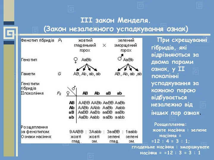 При схрещуванні гібридів, які відрізняються за двома парами ознак, у