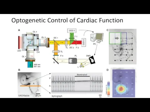 Optogenetic Control of Cardiac Function