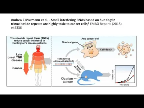 Andrea E Murmann et al. - Small interfering RNAs based