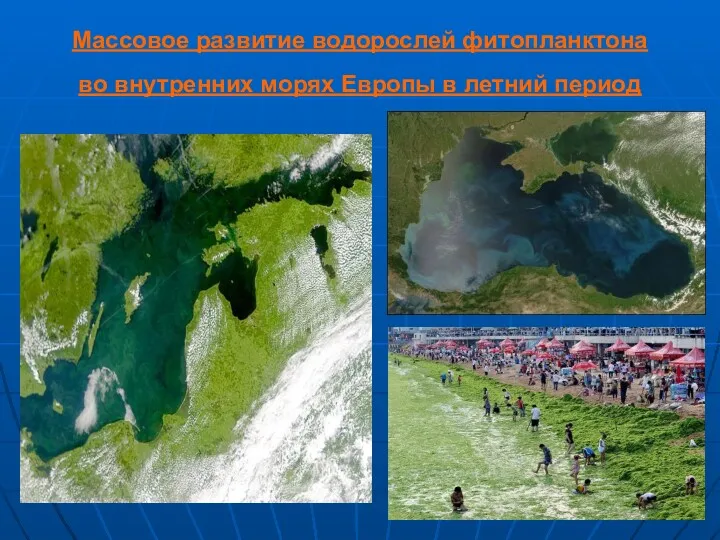 Массовое развитие водорослей фитопланктона во внутренних морях Европы в летний период