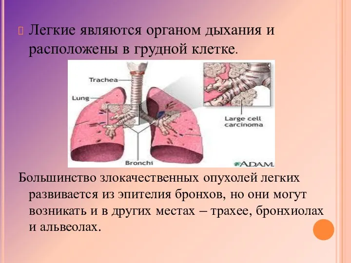 Легкие являются органом дыхания и расположены в грудной клетке. Большинство