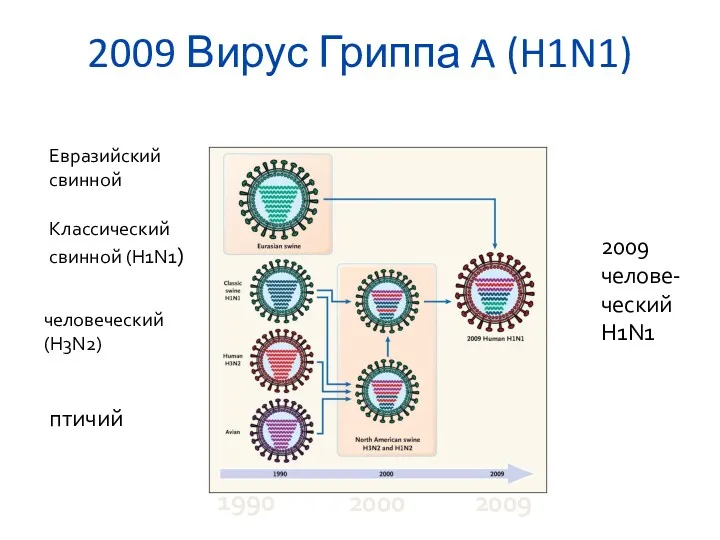 2009 Вирус Гриппа A (H1N1) Евразийский свинной Классический свинной (H1N1)