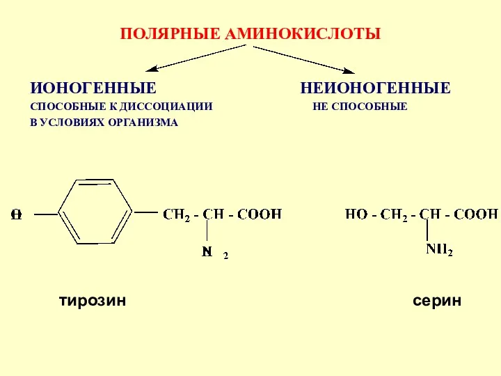 тирозин серин ПОЛЯРНЫЕ АМИНОКИСЛОТЫ ИОНОГЕННЫЕ НЕИОНОГЕННЫЕ СПОСОБНЫЕ К ДИССОЦИАЦИИ НЕ СПОСОБНЫЕ В УСЛОВИЯХ ОРГАНИЗМА