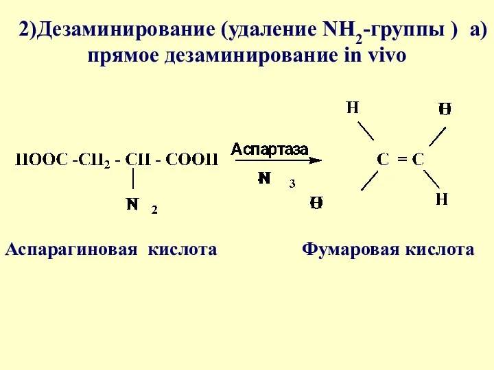 2)Дезаминирование (удаление NH2-группы ) а)прямое дезаминирование in vivo Фумаровая кислота Аспарагиновая кислота