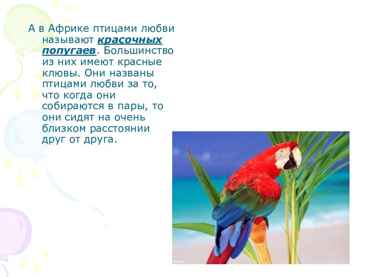 А в Африке птицами любви называют красочных попугаев. Большинство из