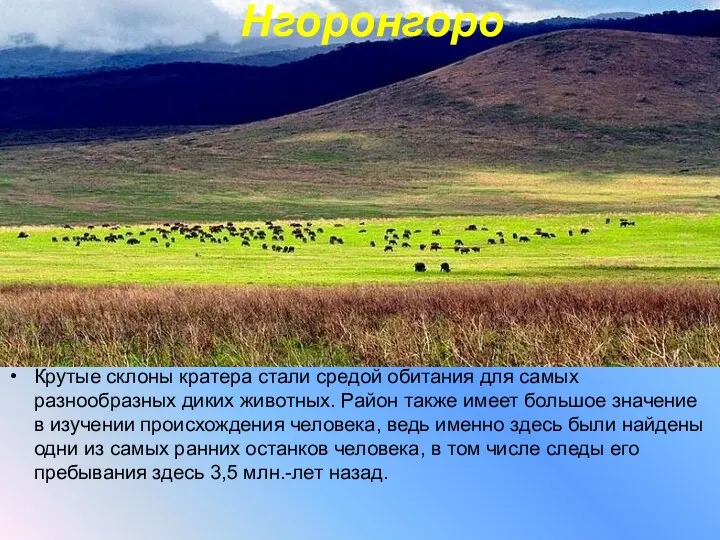 Нгоронгоро Крутые склоны кратера стали средой обитания для самых разнообразных