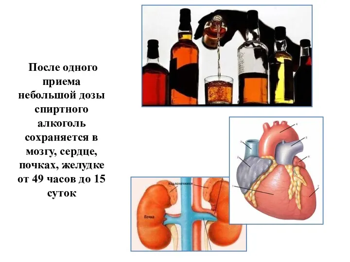 После одного приема небольшой дозы спиртного алкоголь сохраняется в мозгу,