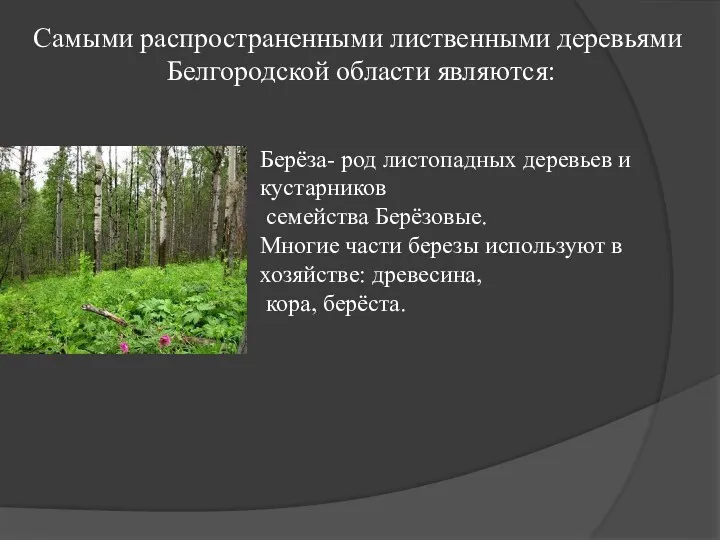Самыми распространенными лиственными деревьями Белгородской области являются: Берёза- род листопадных