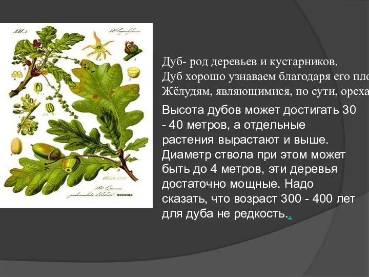 Дуб- род деревьев и кустарников. Дуб хорошо узнаваем благодаря его