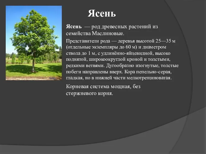 Ясень Ясень — род древесных растений из семейства Маслиновые. Представители