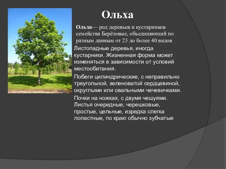 Ольха Ольха— род деревьев и кустарников семейства Берёзовые, объединяющий по