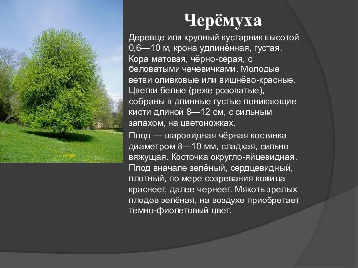 Черёмуха Деревце или крупный кустарник высотой 0,6—10 м, крона удлинённая,