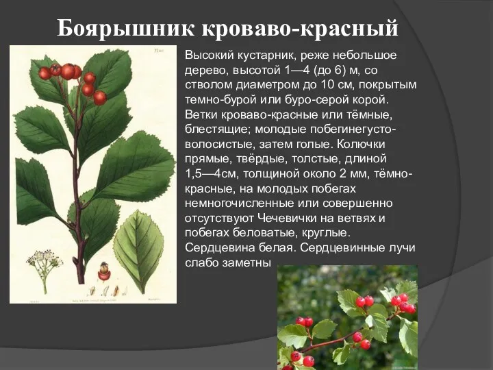 Боярышник кроваво-красный Высокий кустарник, реже небольшое дерево, высотой 1—4 (до