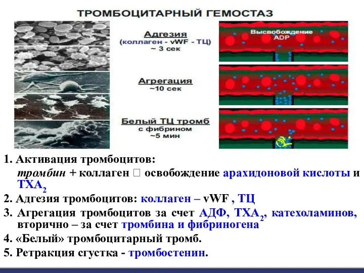 1. Активация тромбоцитов: тромбин + коллаген ? освобождение арахидоновой кислоты