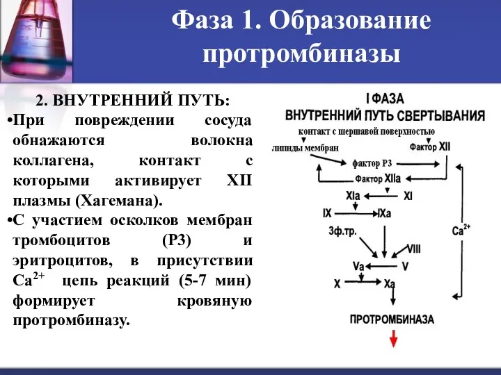 2. ВНУТРЕННИЙ ПУТЬ: При повреждении сосуда обнажаются волокна коллагена, контакт