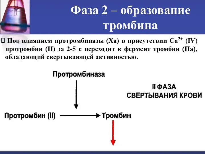 Фаза 2 ‒ образование тромбина Под влиянием протромбиназы (Ха) в