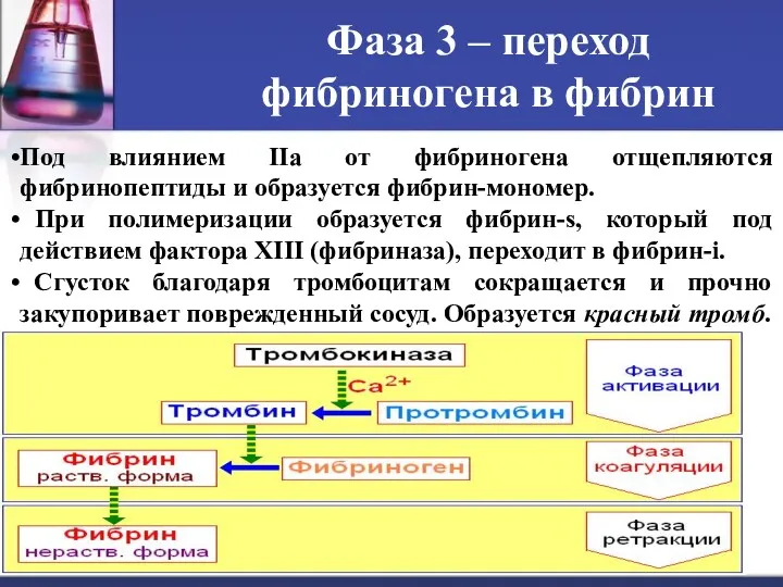 Фаза 3 ‒ переход фибриногена в фибрин Под влиянием IIа