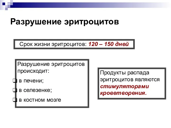 Разрушение эритроцитов Срок жизни эритроцитов: 120 – 150 дней Разрушение