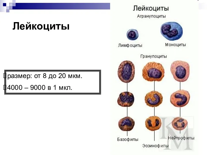 Лейкоциты размер: от 8 до 20 мкм. 4000 – 9000 в 1 мкл.