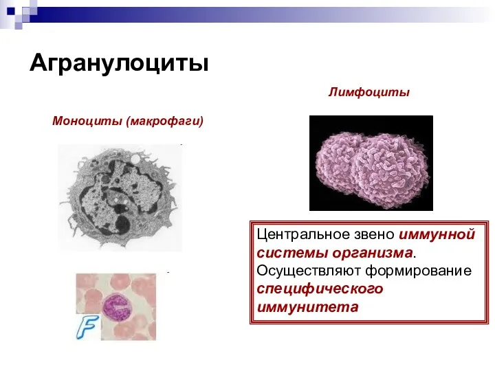 Агранулоциты Моноциты (макрофаги) Лимфоциты Центральное звено иммунной системы организма. Осуществляют формирование специфического иммунитета