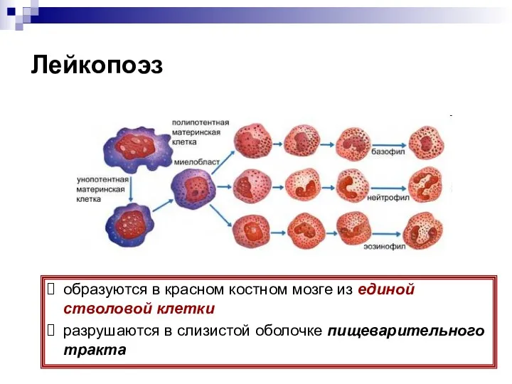 Лейкопоэз образуются в красном костном мозге из единой стволовой клетки разрушаются в слизистой оболочке пищеварительного тракта