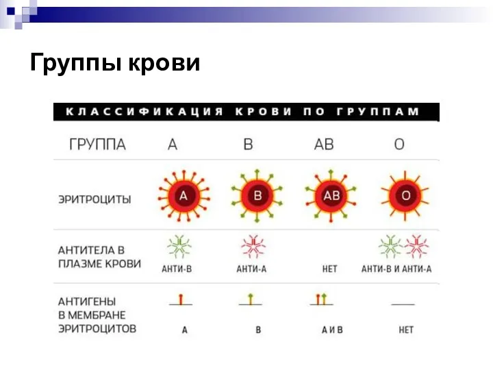 Группы крови