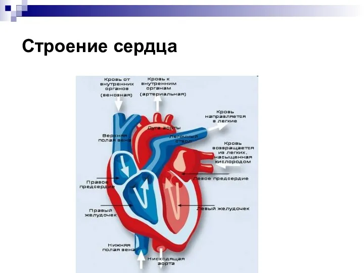 Строение сердца